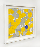 Mimosa with Blue, April 24, 2024