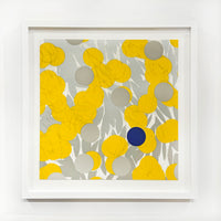 Mimosa with Blue, April 24, 2024